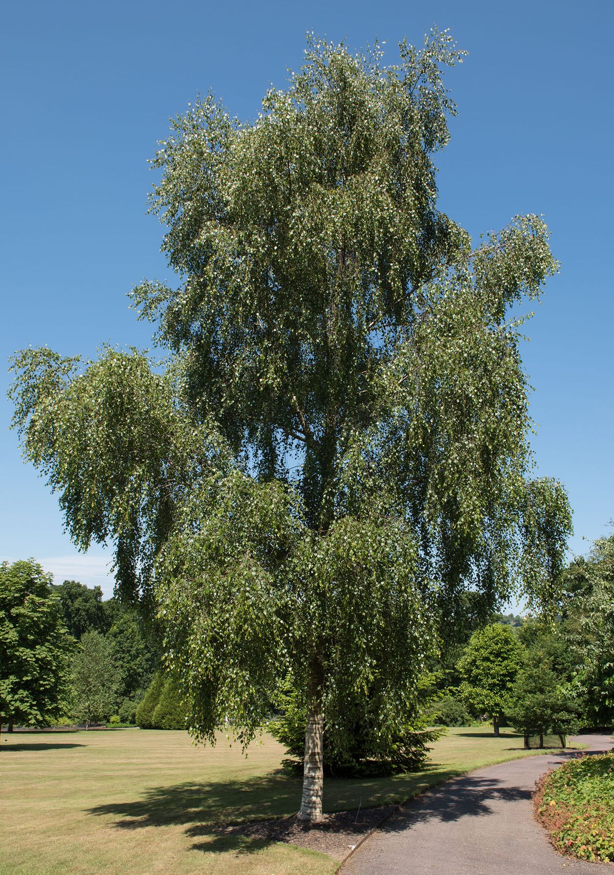 Weeping,Silver,Birch,Tree,(betula,Pendula,'tristis'),In,A,Park
