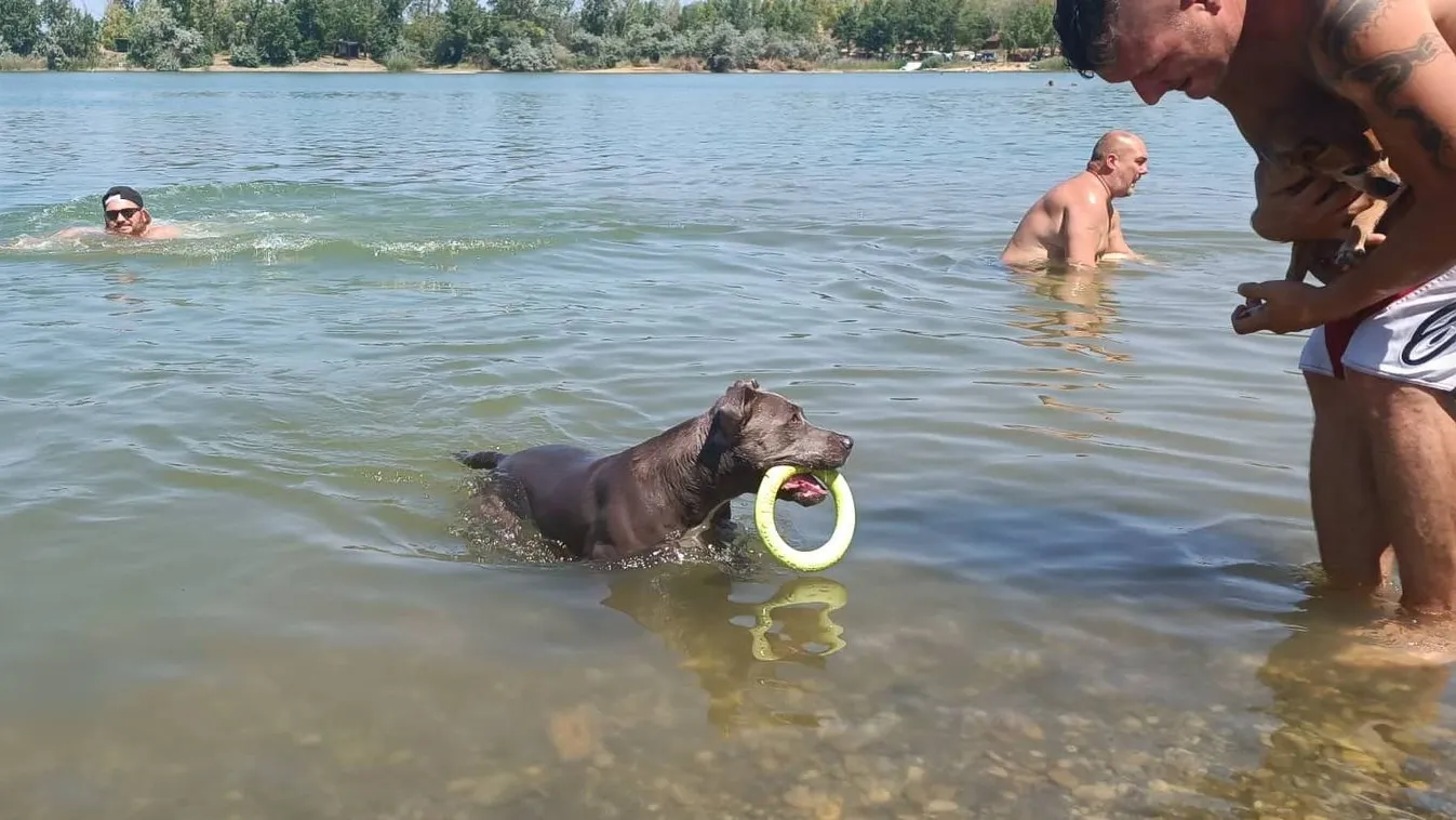Így éld túl kis kedvenceddel a kánikulát – videó