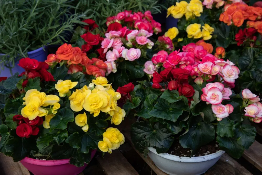 Variety,Of,Colorful,Begonia,Flowering,Plants,From,The,Family,Begoniaceae