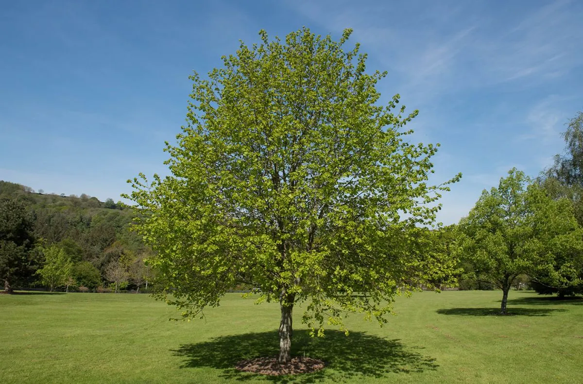 Spring,Foliage,Of,A,Small,Leaved,Lime,Tree,(tilia,Cordata)