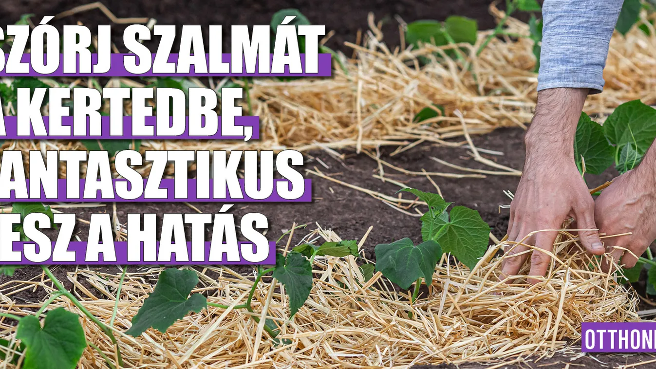 Szórj szalmát a kertedbe, fantasztikus lesz a hatás