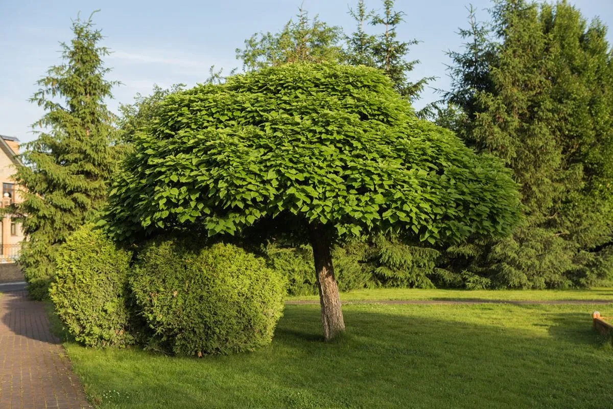 Catalpa,Bignonioides,,,Also,Known,As,Southern,Catalpa,With,A