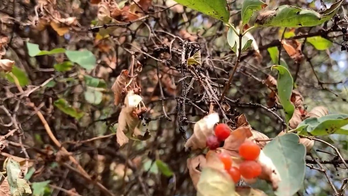 Aggasztó videó: elszáradnak a budapesti fák a hőségben