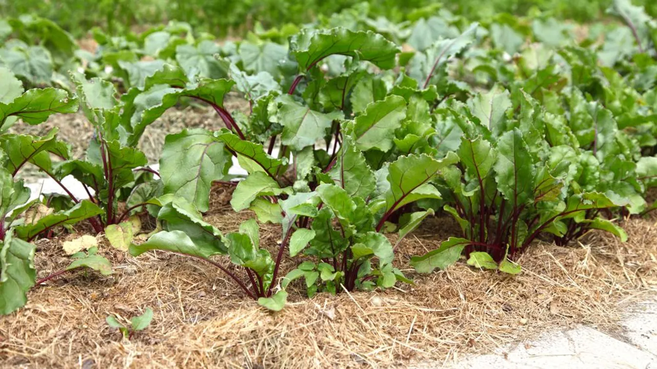 Szórj szalmát a kertedbe, fantasztikus lesz a hatás