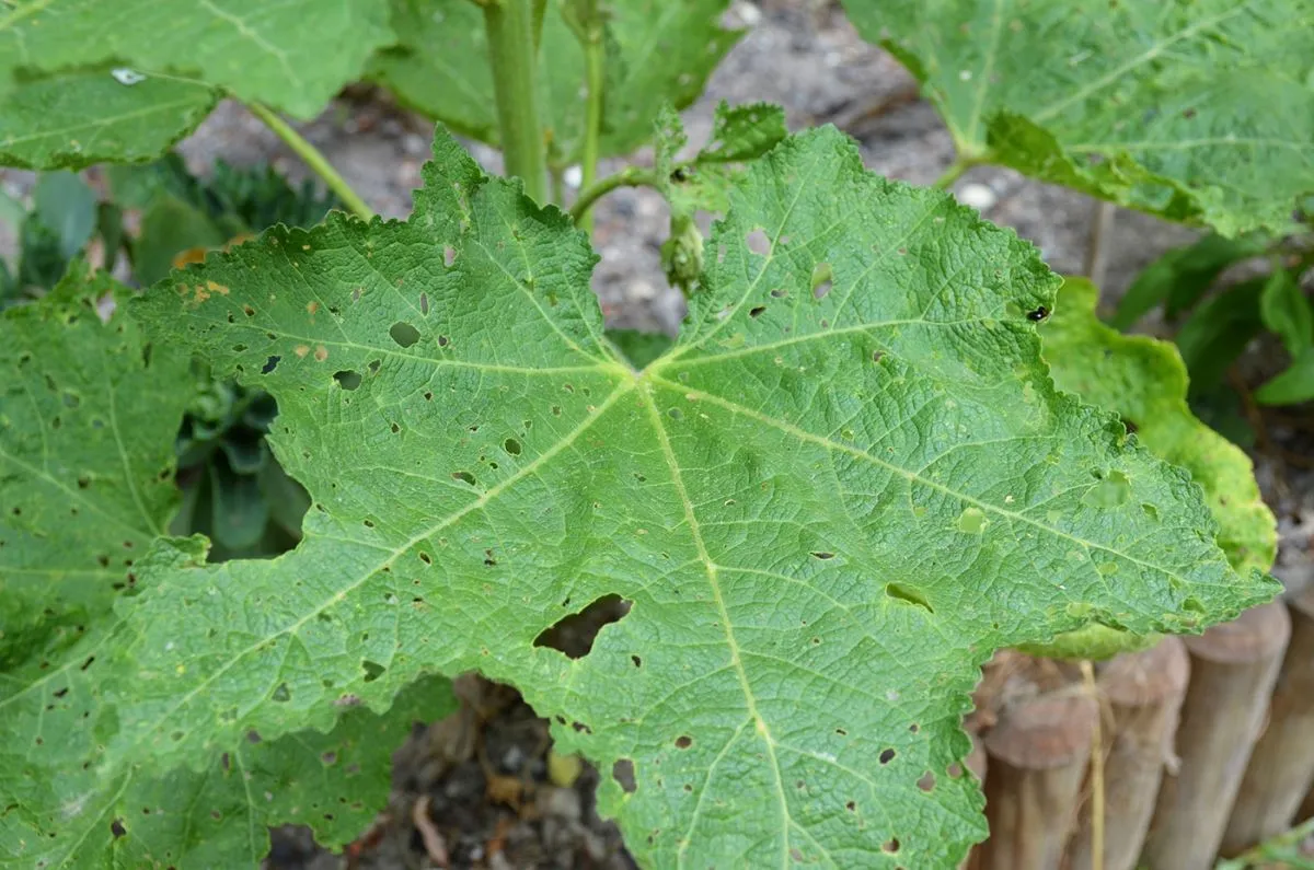In,The,Garden,,The,Leaves,Of,Hollyhocks,Are,Punctured,By