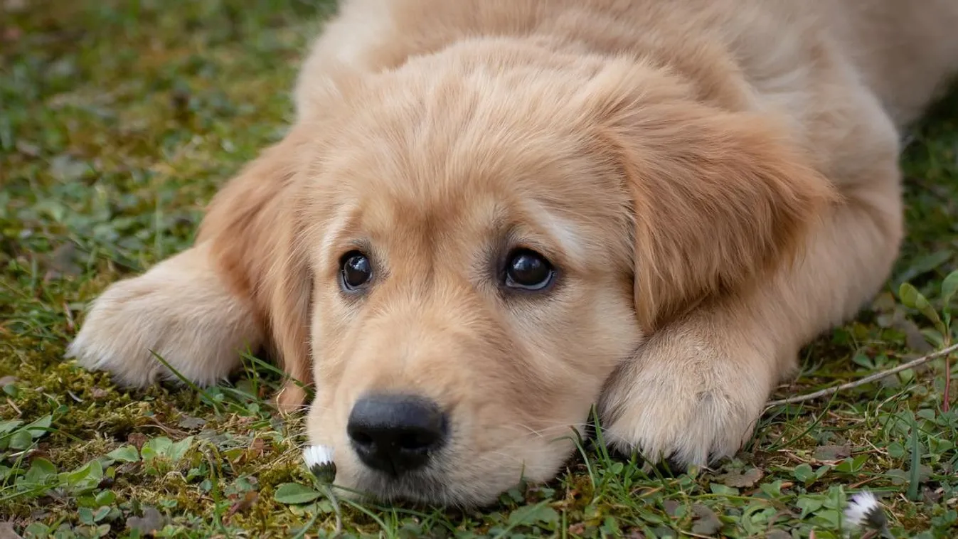 Hőguta: innen tudod, hogy bajban van a kutyád!