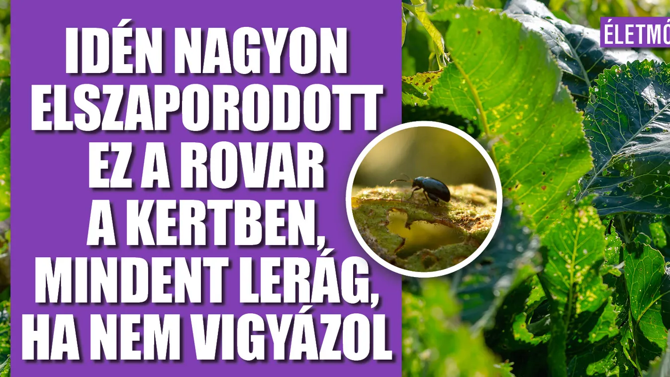 Idén nagyon elszaporodott ez a rovar a kertben