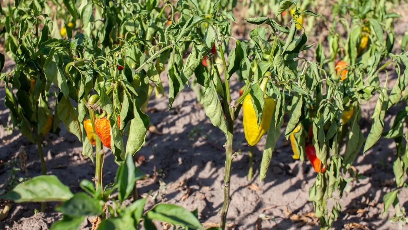 Így óvd a növényeidet, ha locsolási tilalmat rendeltek el