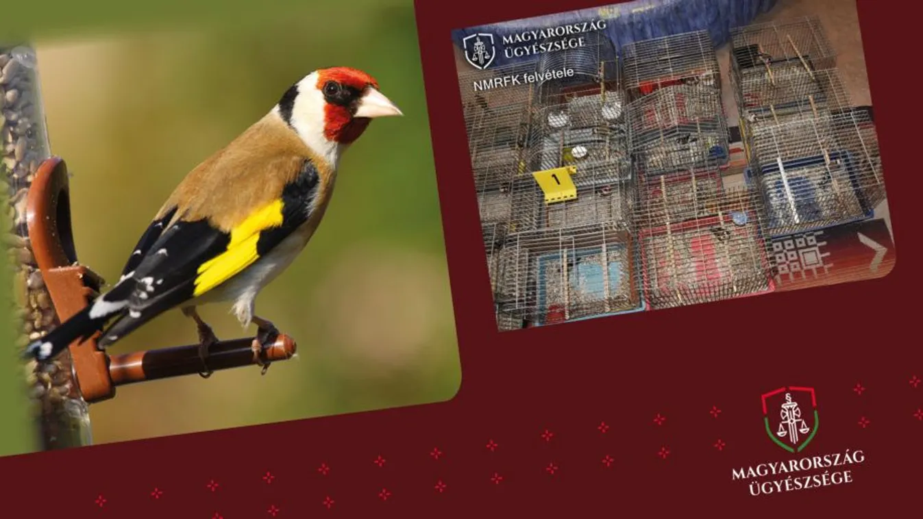 Madárhanggal csalta csapdába áldozatait a magyar bűnöző