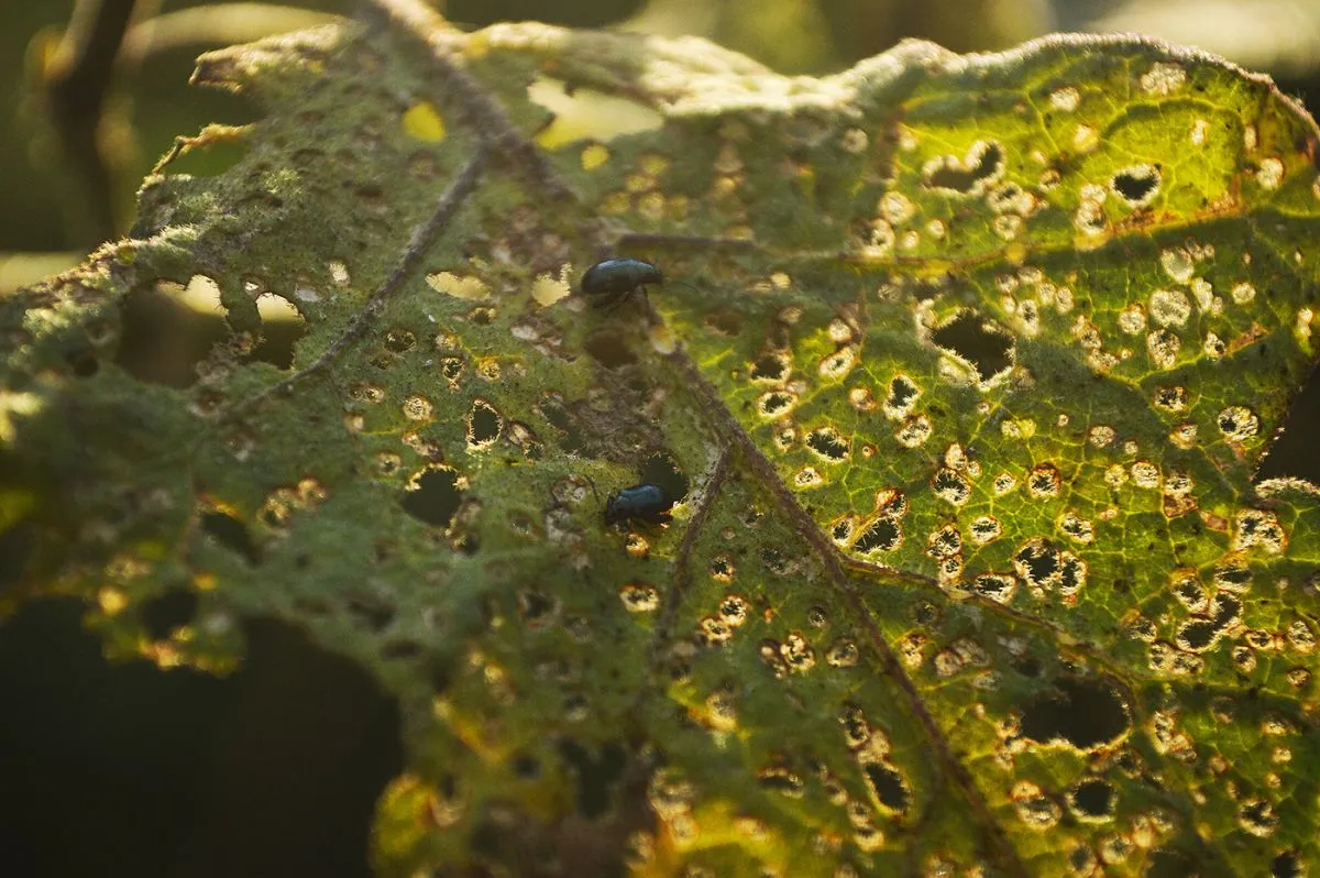 Eggplant,Aubergine,Leaves,With,Plenty,Of,Holes,Brought,By,Insect