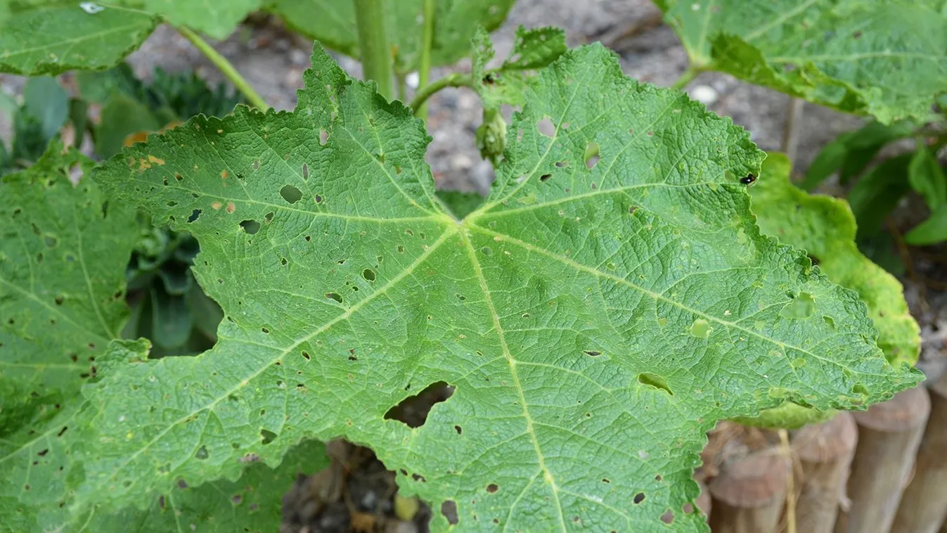 In,The,Garden,,The,Leaves,Of,Hollyhocks,Are,Punctured,By