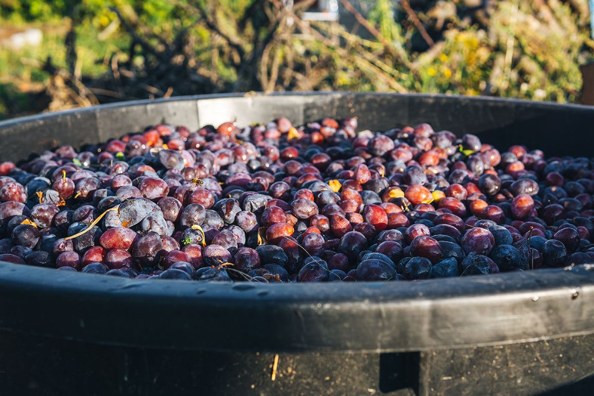 Barrel,Full,Of,Plums,Ready,For,Making,Rakija