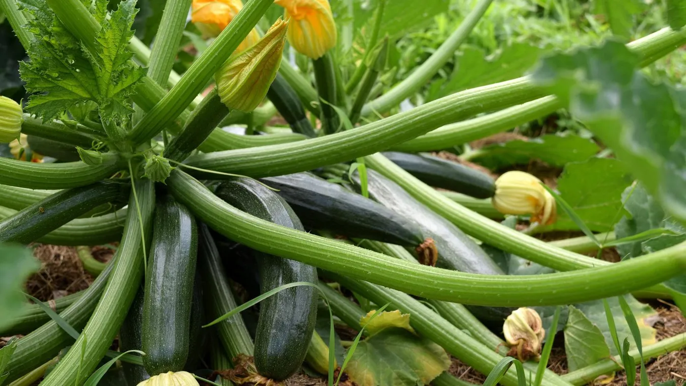Brutális kertészeti eljárás fordítja termőre a cukkinit