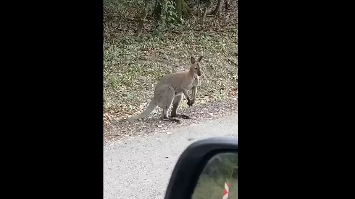 Nem mindennapi vadállat szabadult el a Börzsönyben - videó