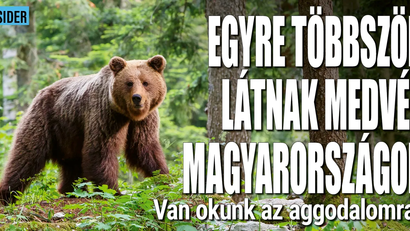Egyre gyakoribbak a medveészlelések Magyarországon
