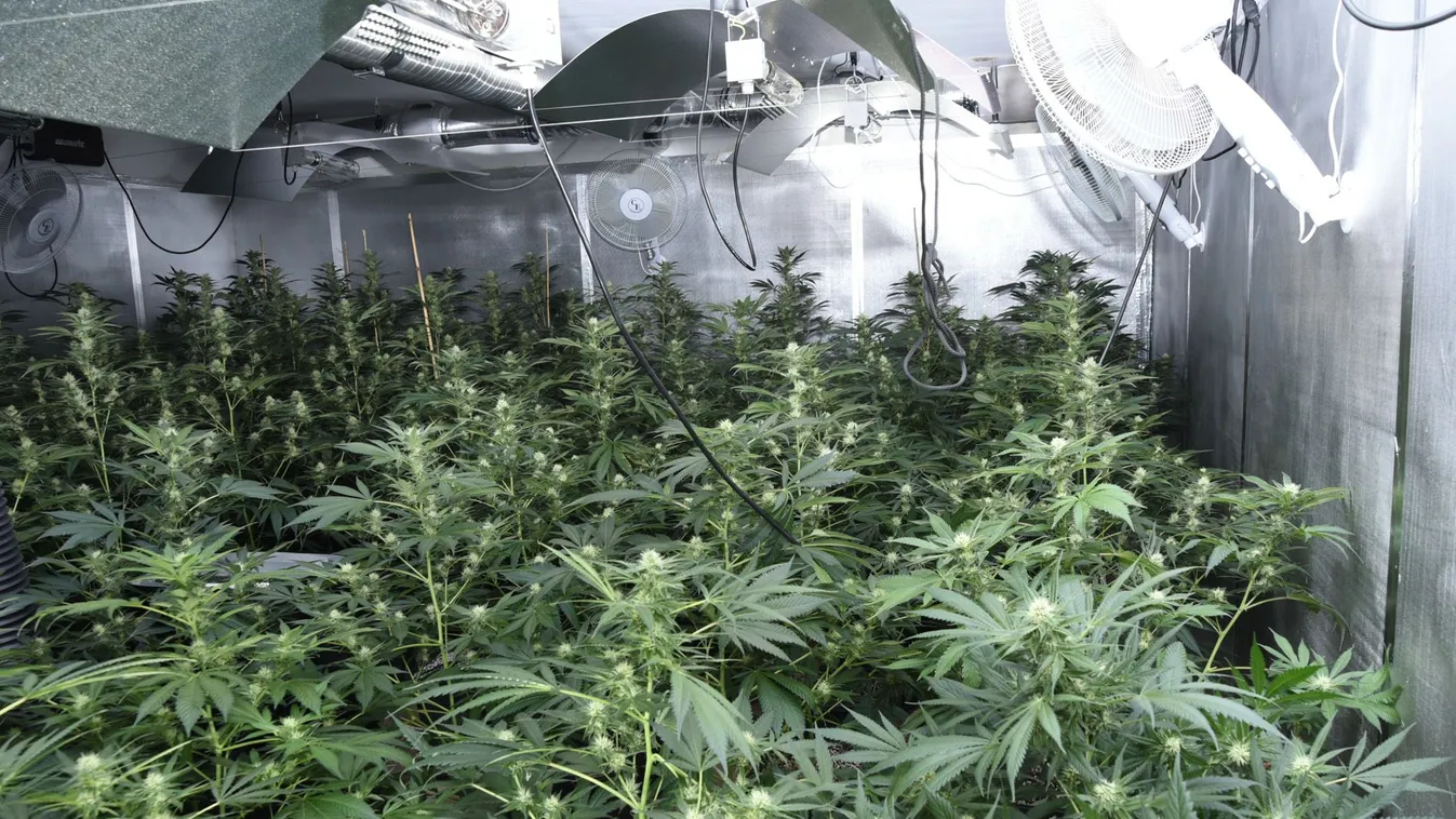 Ingyenárammal termesztették a drogot – Videó