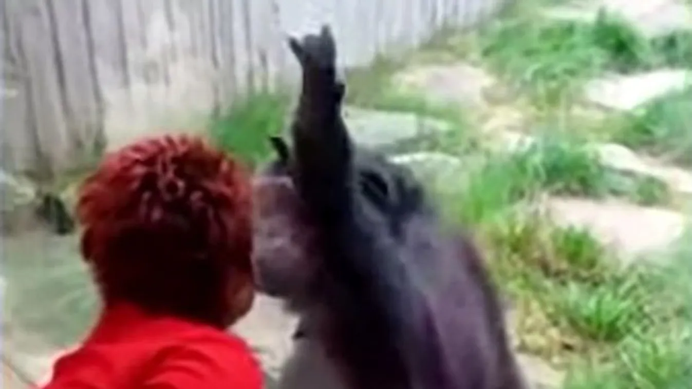 Csimpánzzal bonyolódott szerelmi viszonyba a magányos nő