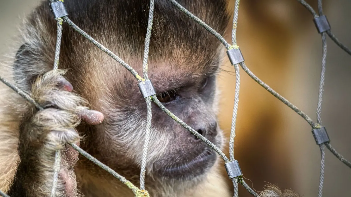 Egy napon belül két halálos áldozatot követelt a majomhimlő