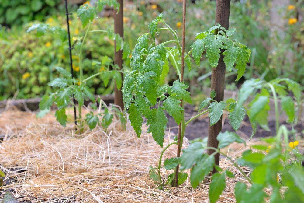 Young,Tomato,Plant,Growing,In,A,Vegetable,Garden,Whose,Soil