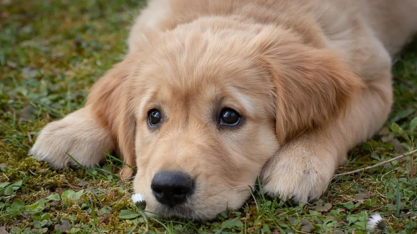 Kegyetlen: nejlonszatyorban hagyták ott az elütött kiskutyát