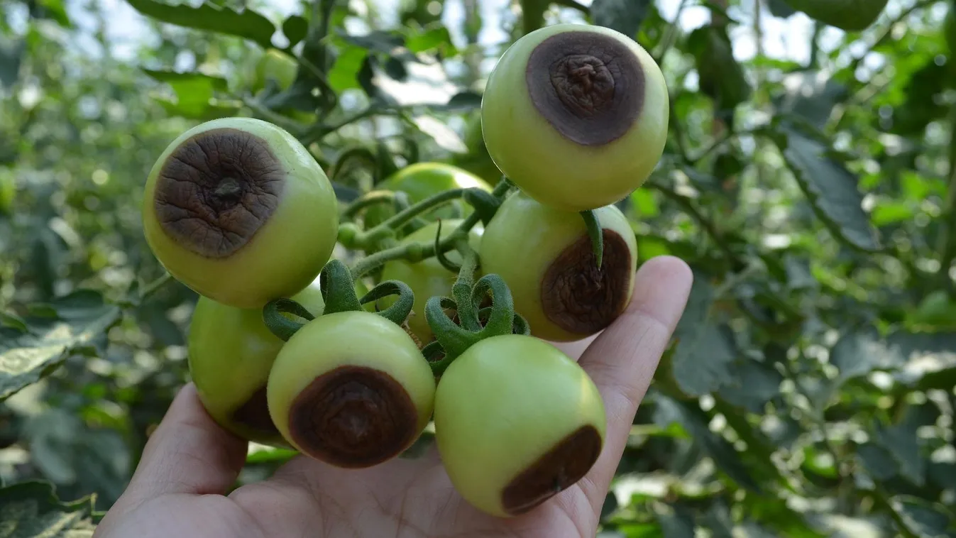 Azonnal cselekedj, ha ezt látod a paradicsom alján