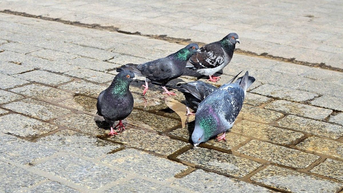 Hőségriadó: Nem elég a sima víz – ezt tanácsolják a fióka- és madármentők 