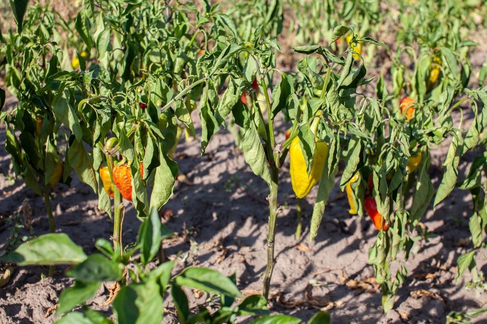 Dried,Peppers,In,The,Garden.,Drought,,Poor,Watering,Of,Plants