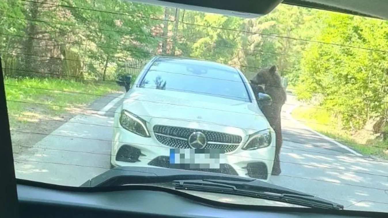 Medve támadt rá egy emberre Tusnádfürdő mellett