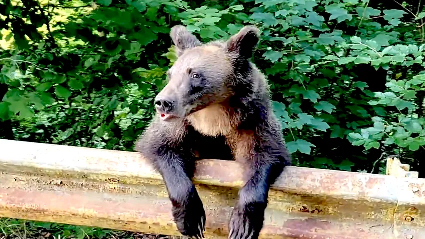 A medve nem játék - Így figyelmeztetnek a medvére a Hargitában!
