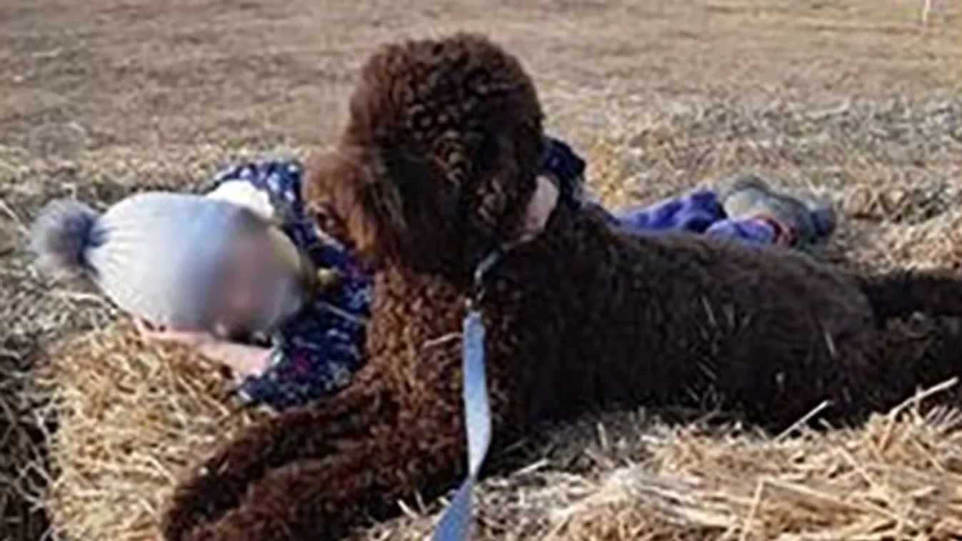 Botrány Budapesten: drámai módon hunynak el a kutyák