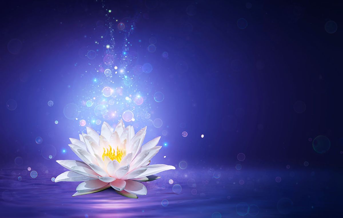 Magic,Lotus,Flower,With,Fairy,Light,-,Miracle,And,Mystery