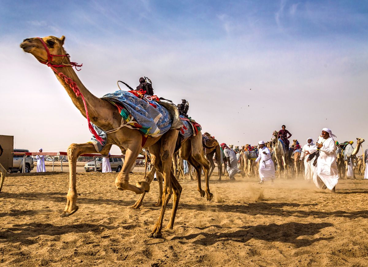 Camel Racing With Robots