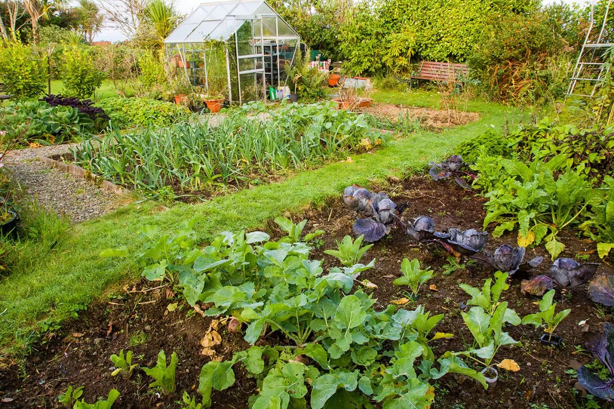 Home,Garden,Allotment