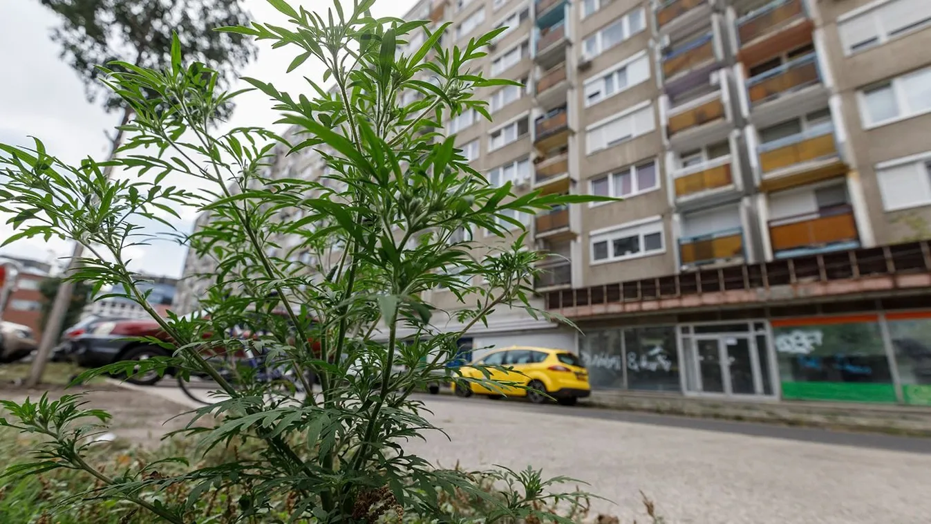 Virágzik a gaz a fővárosi közterületeken