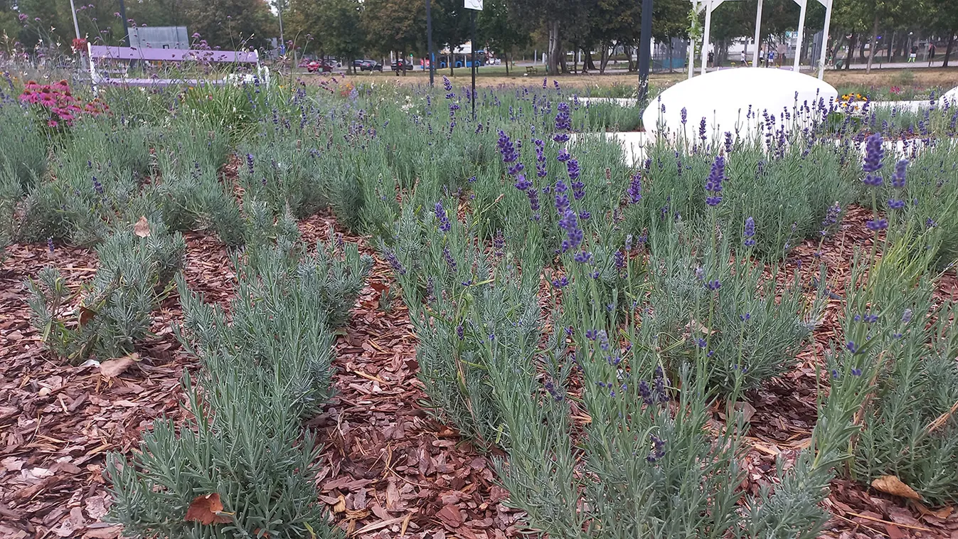 Megnyílt Budapest első levendulaparkja