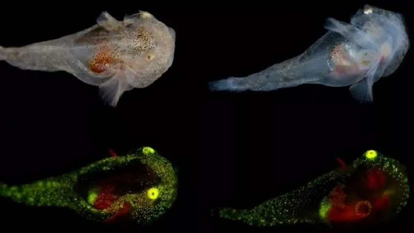 Rejtélyes idegen fajt fedeztek fel a jéghegyekben