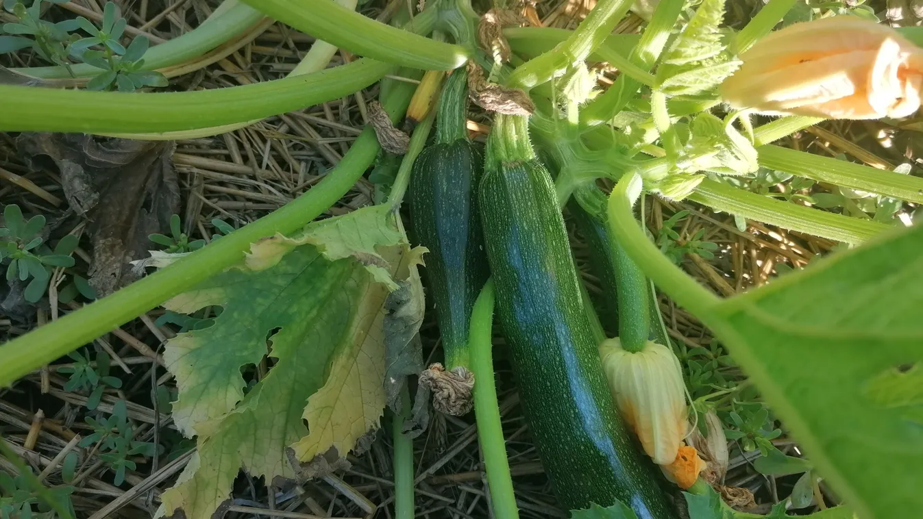 Ezt kell tenni, ha sárgul a cukkini termése a kertben