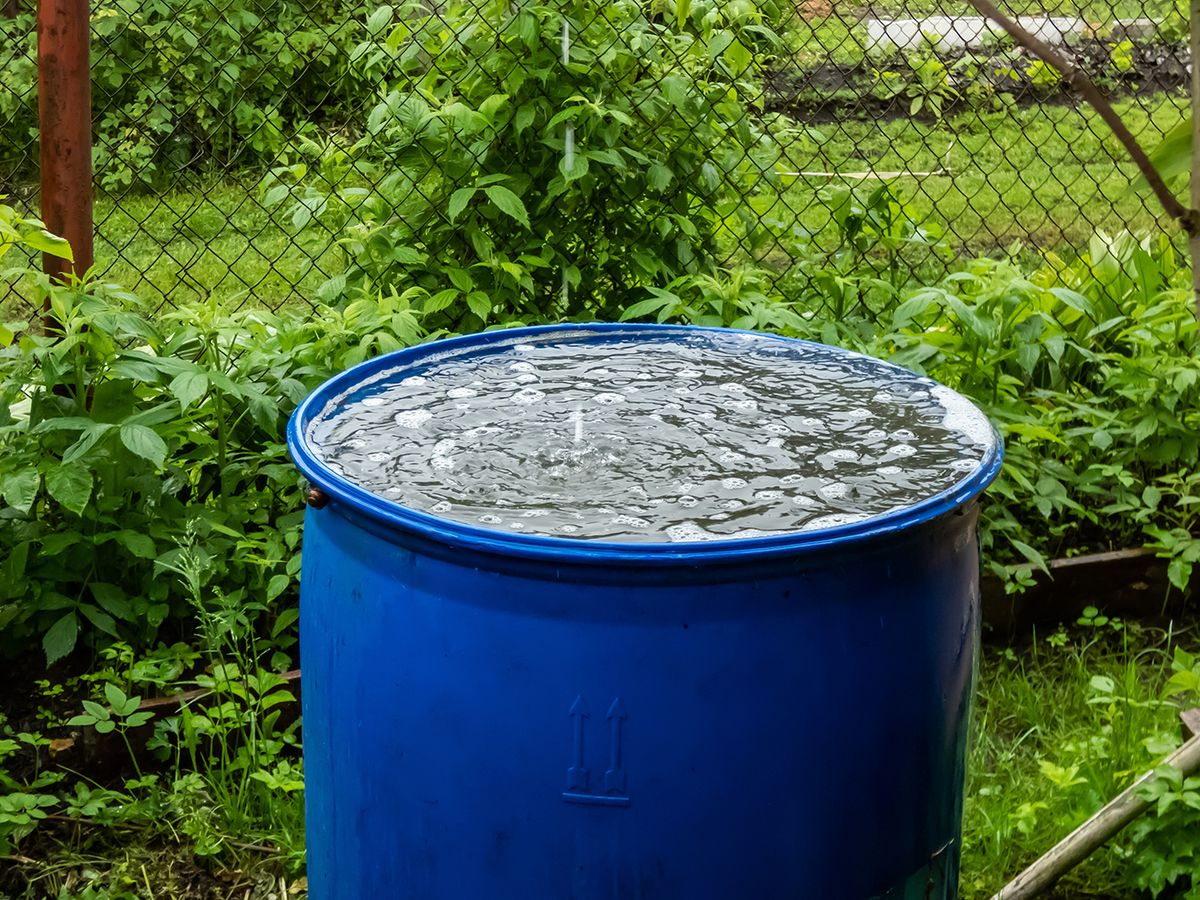 Blue,,Plastic,Water,Barrel,Reused,For,Collecting,And,Storing,Rainwater