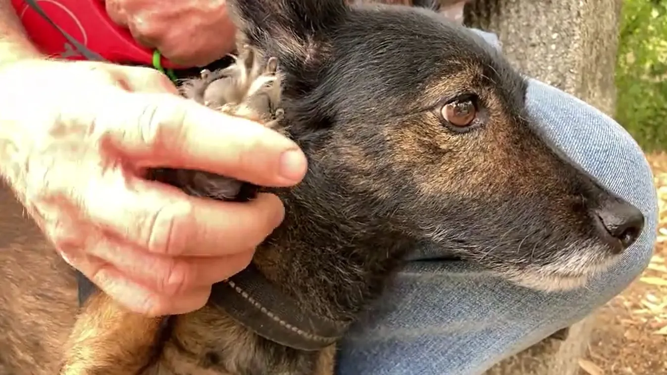 Így vigyázz kis kedvencedre, hogy megóvd a hőgutától