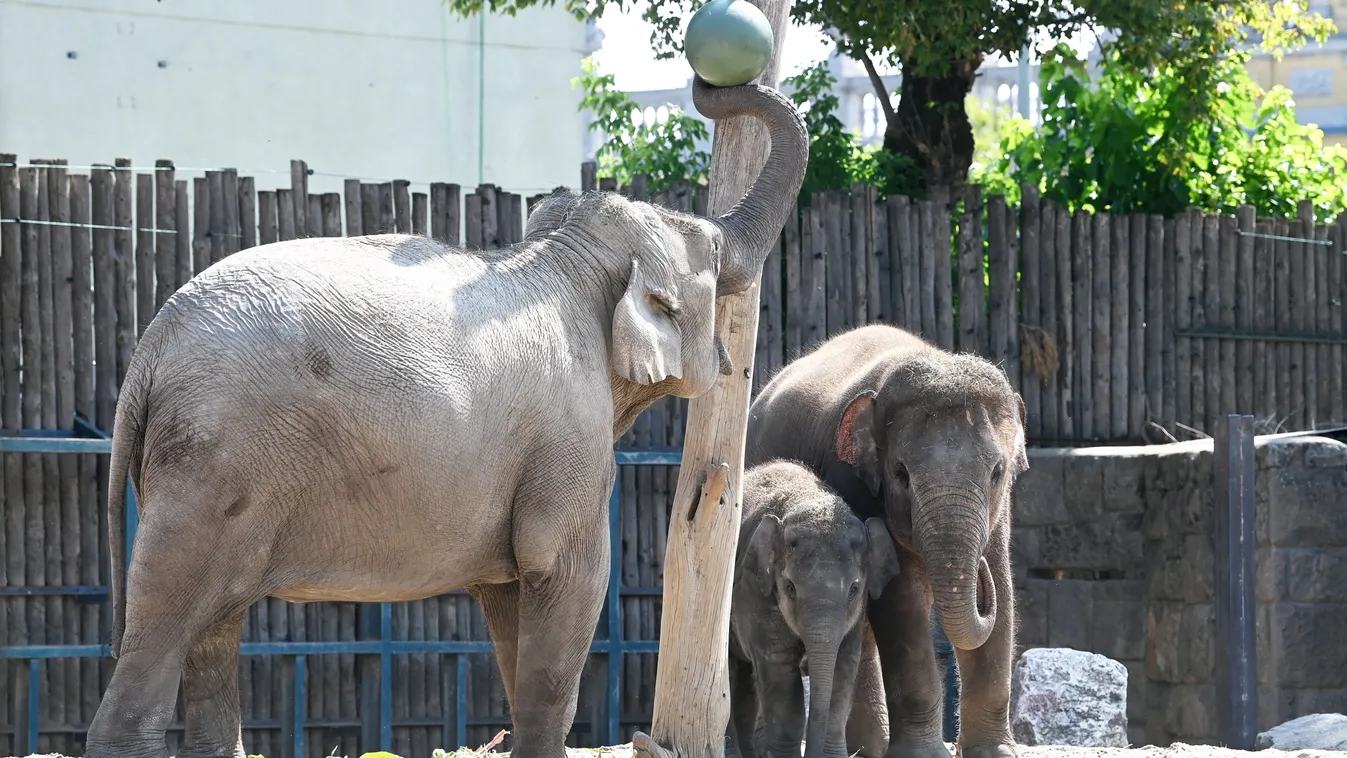 Így örültek az állatkert lakói a szülinapi ajándékoknak