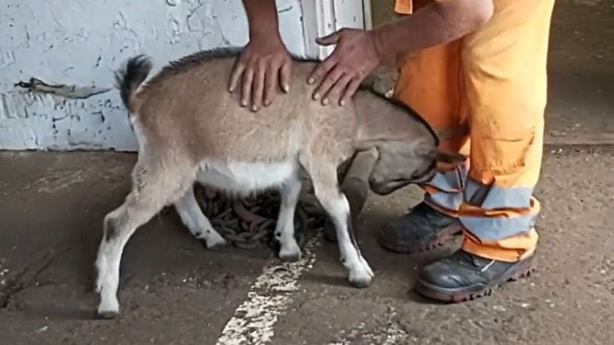 Nem várt fordulat: kecske a közúton – videó