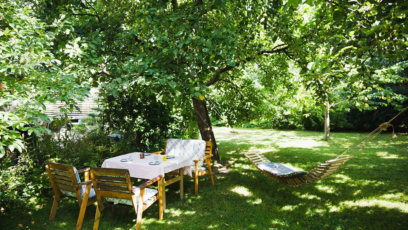 Ezeket a fákat ültesd, ha szeretnél minél hamarabb árnyékot