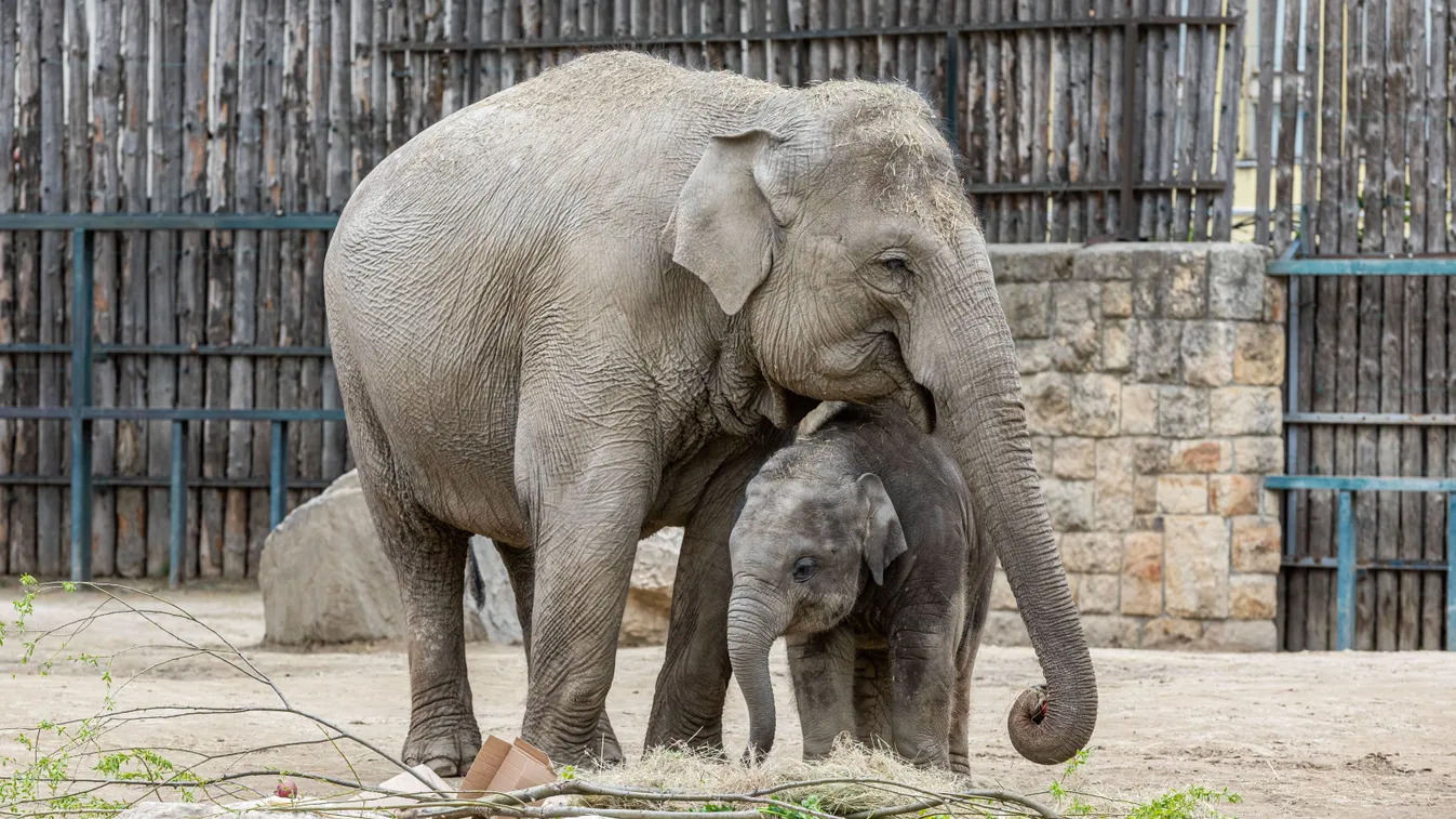 Pillants be velünk az Állatkertek éjszakájába a Ligetben!