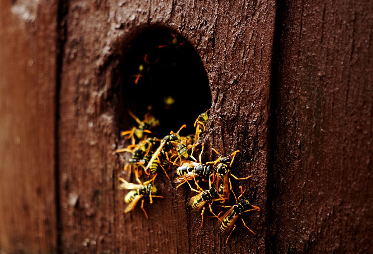 Wasps,Nest,In,The,Wood,Hole,-,Aggressive,Wasps,Going