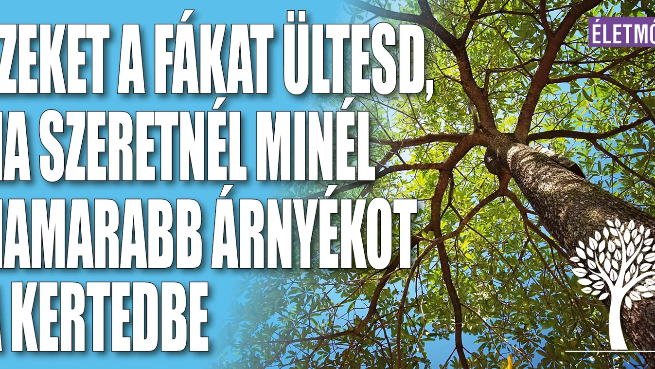 Ezeket a fákat ültesd, ha szeretnél minél hamarabb árnyékot