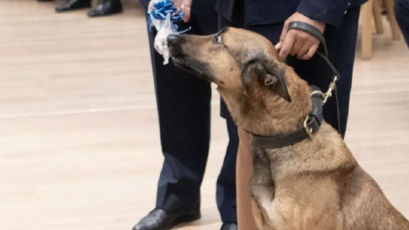 Jutalmat kapott Pintér Sándortól Főnök, a hős rendőrkutya