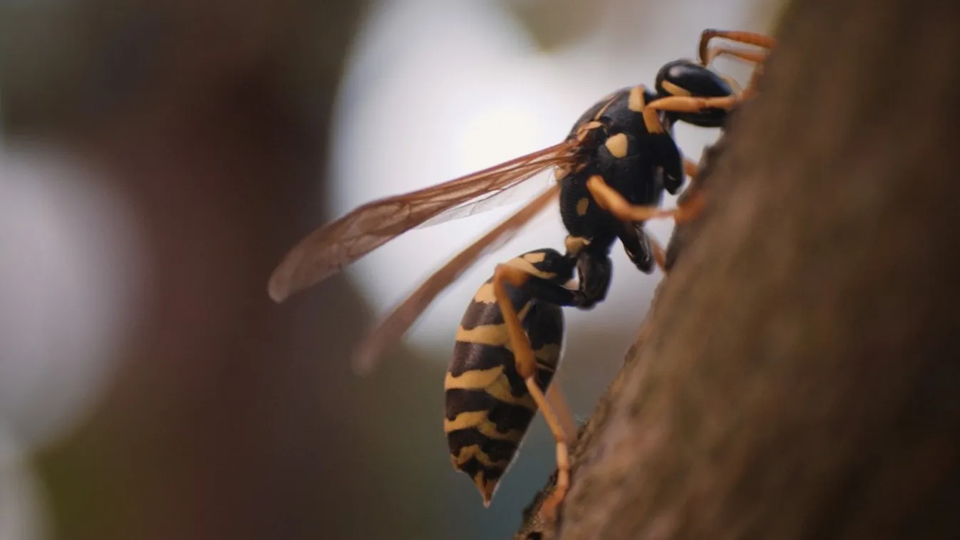 Darázscsípés kisokos: itt van minden, amit tudnod kell