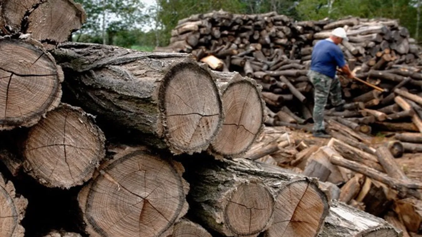 Agrárminisztérium: Továbbra is tilos az őshonos fák tarvágása