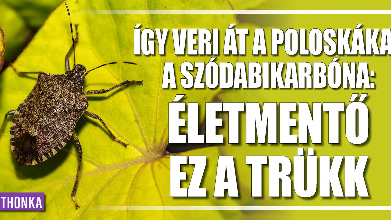 Így veri át a poloskákat a szódabikarbóna: életmentő trükk