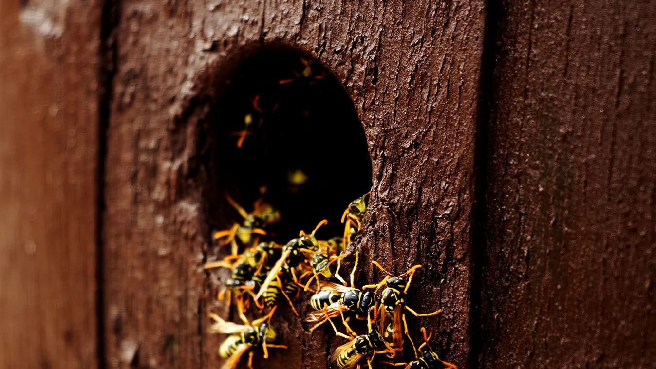 Agresszív darazsak: Azonnal ezt kell tenni, ha megcsípnek